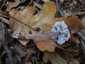 Retekszagú kígyógomba (Mycena pura), Somogy